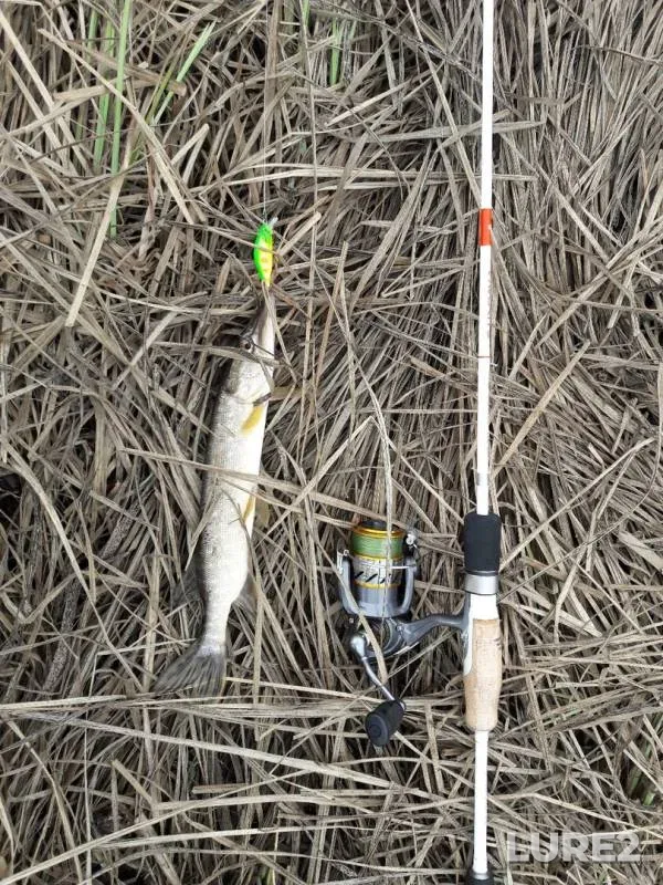 Perch, Pike — Saratovskaya oblast, Apr 14, 2019