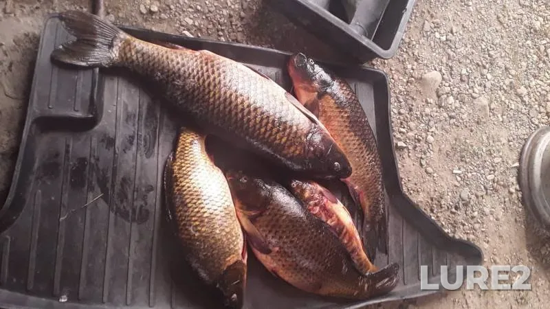 Carp — Miass, Sep 16, 2019