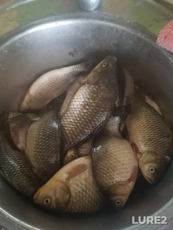 Crucian carp — Saratovskaya oblast, May 09, 2019