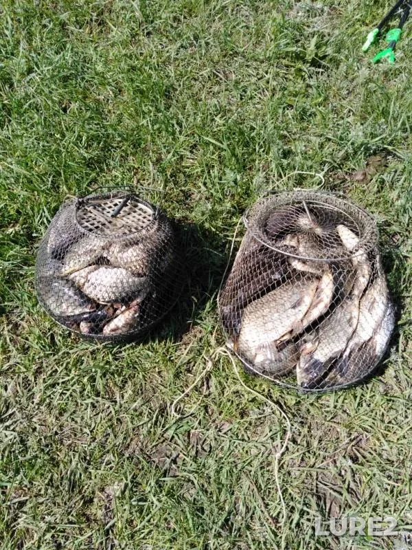 Crucian carp — Saratovskaya oblast, May 09, 2019