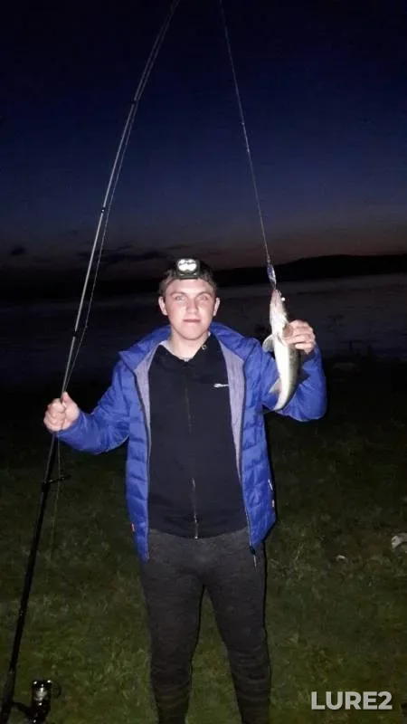 Zander — Saratovskoye, May 10, 2019