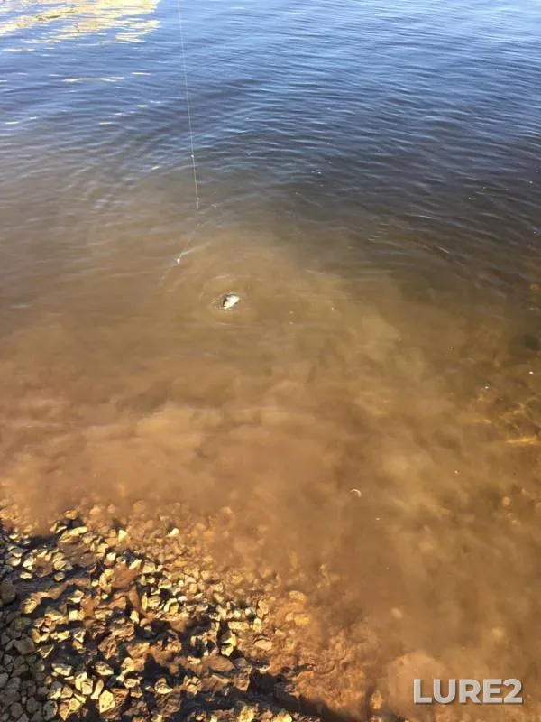 Crucian carp, Roach — Saratovskiy orositelnyy kanal, May 17, 2019