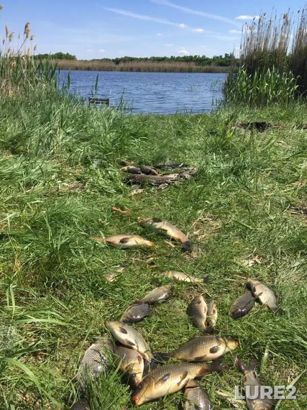 Carp — Saratovskaya oblast, Voskresenskiy rayon, May 18, 2019