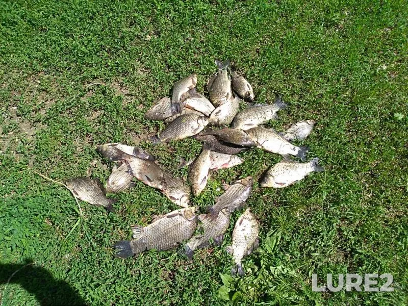Crucian carp — Bolshoy Irgiz, May 22, 2019