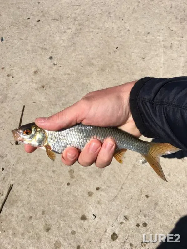 Roach — Saratovskiy orositelnyy kanal, May 25, 2019