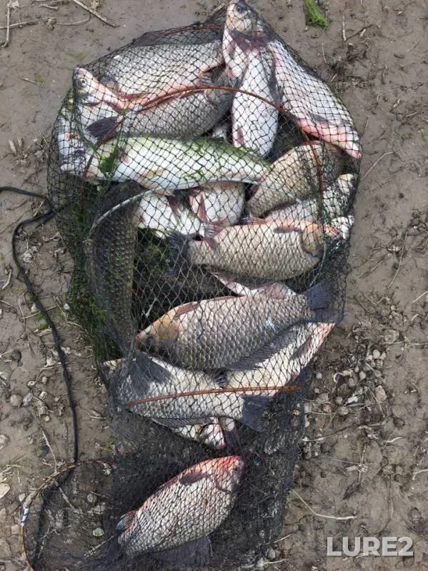Crucian carp, Zander — Bolshoy Irgiz, May 26, 2019