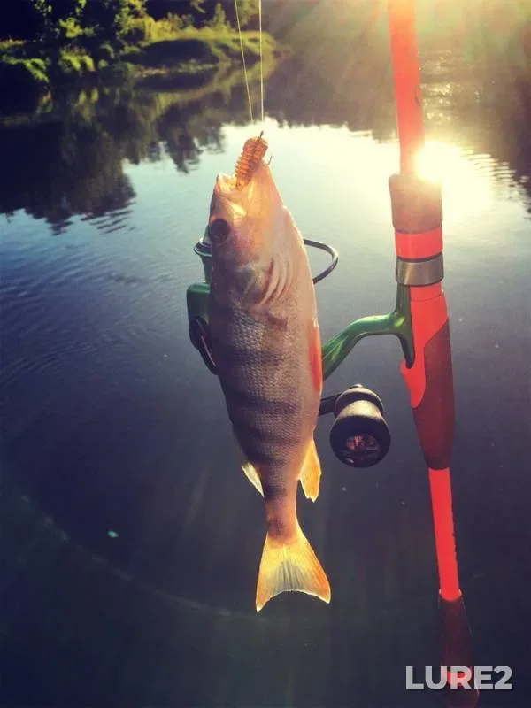 Perch — Khopyor, Jun 05, 2019