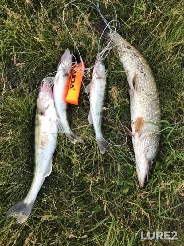 Pike, Zander — Bolshoy Irgiz, Jun 07, 2019