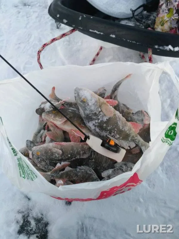 Perch — Argazinskoye, Nov 20, 2019