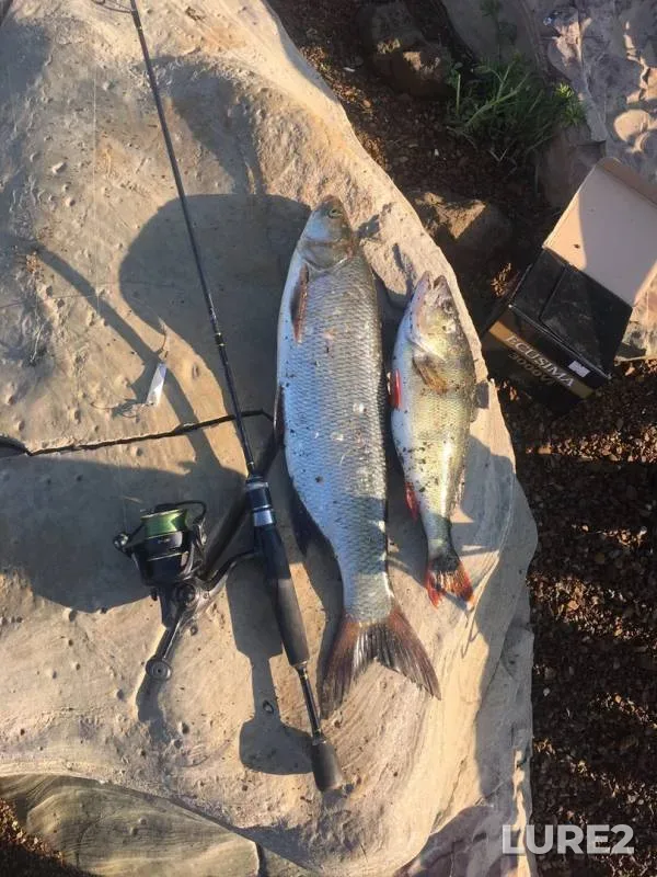 Asp, Perch — Volga, Jun 12, 2019