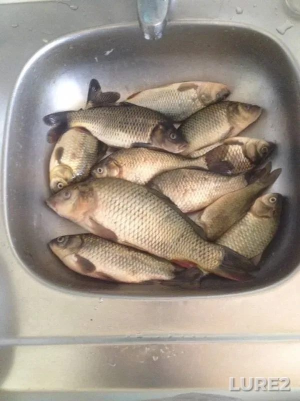 Carp, Crucian carp — Shlyuz №25, Jun 14, 2019