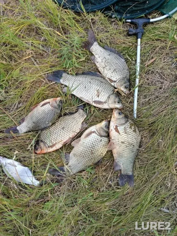 Crucian carp — Bolshoy Irgiz, Jul 08, 2019