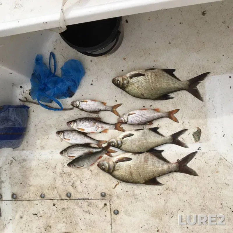 Bream, Roach — Revyaka, Jul 11, 2019