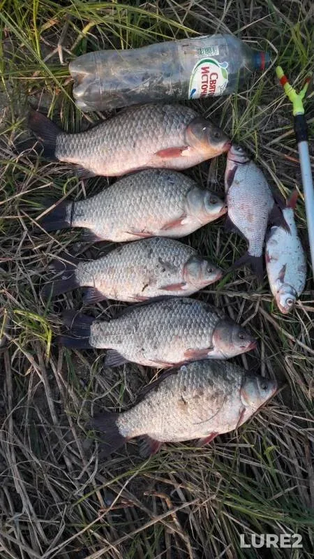 Bream, Crucian carp — Bolshoy Irgiz, Jul 12, 2019