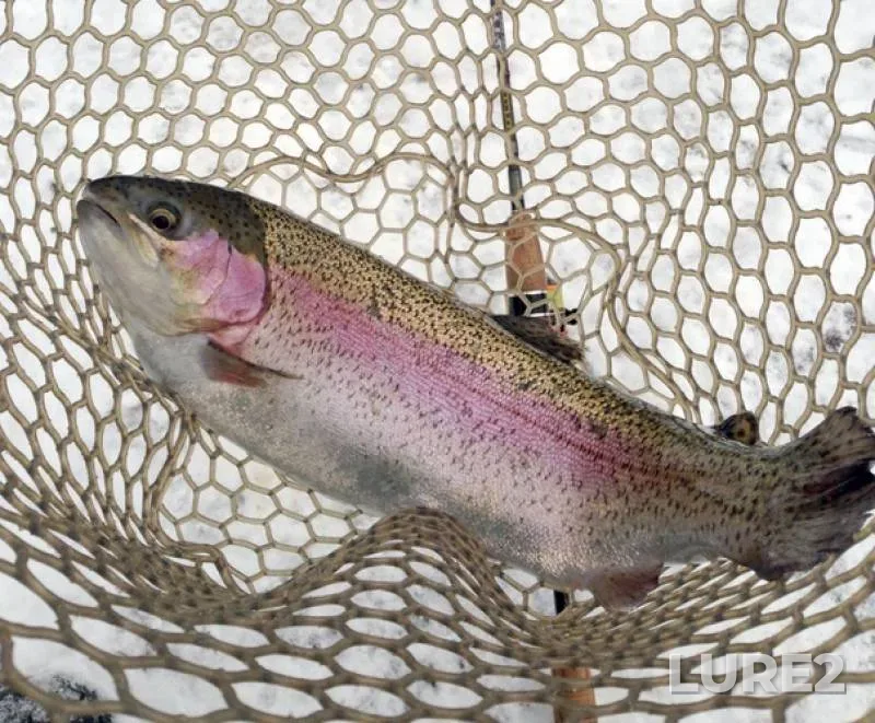 Rainbow trout — Moskovskaya oblast, Leninskiy gorodskoy okrug, Feb 16, 2019