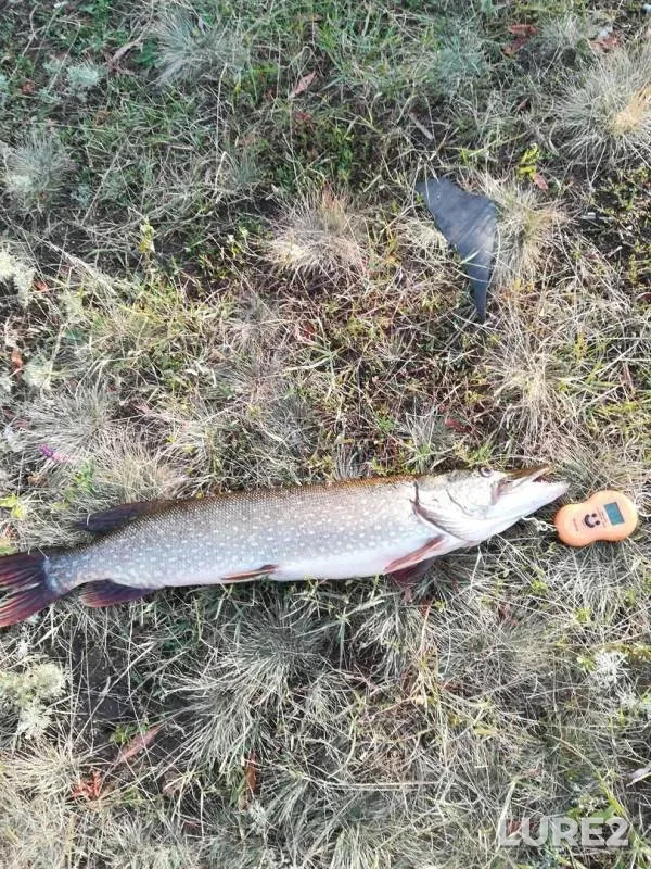 Pike — Saratovskoye, Jul 14, 2019