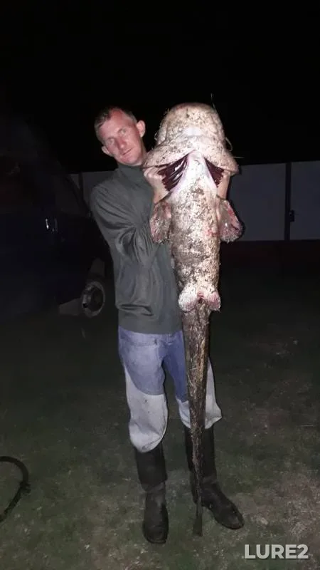 Wels catfish — Bolshoy Irgiz, Jul 22, 2019