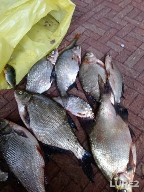 Bream, Roach — Devushkina volozhka, Aug 02, 2019