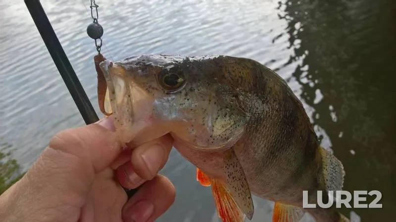 Perch — Saratovskiy orositelnyy kanal, Aug 06, 2019