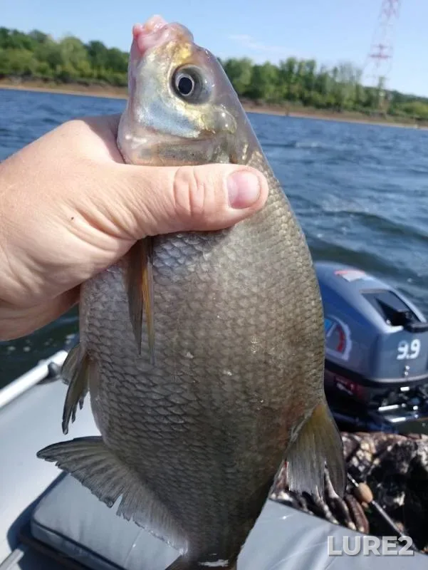 Bream, Ide — Devushkina volozhka, Aug 07, 2019