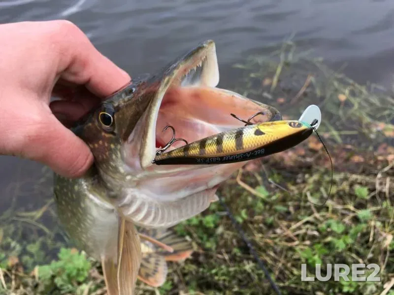 Pike — Moskovskaya oblast, Oct 12, 2019