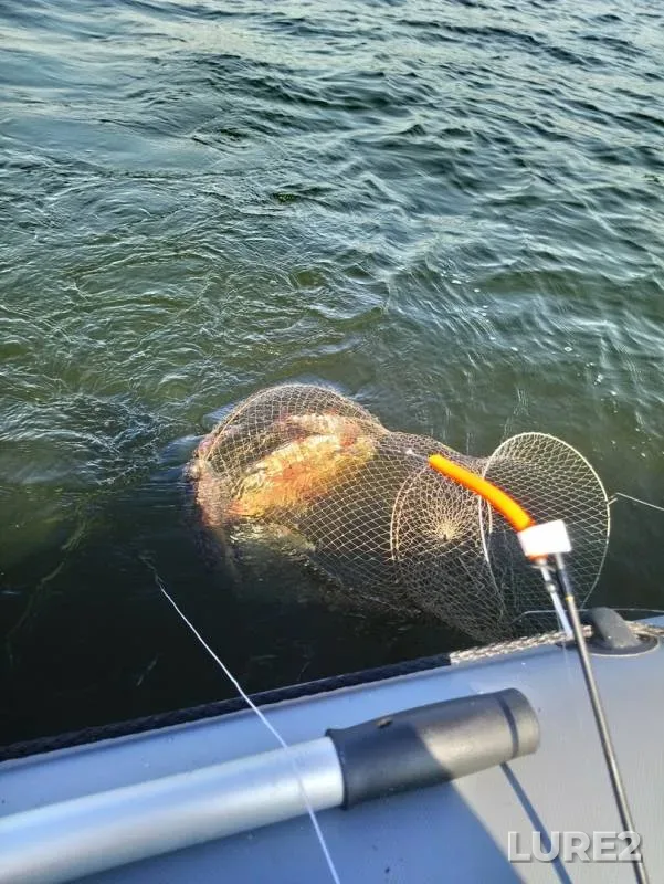 Bream — Devushkina volozhka, Aug 08, 2019