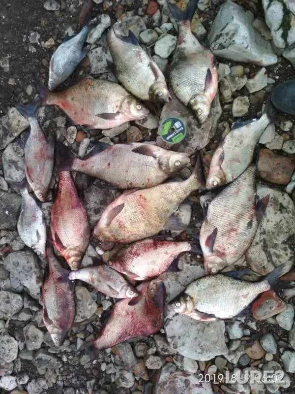 Bream — Saratovskoye, Aug 09, 2019