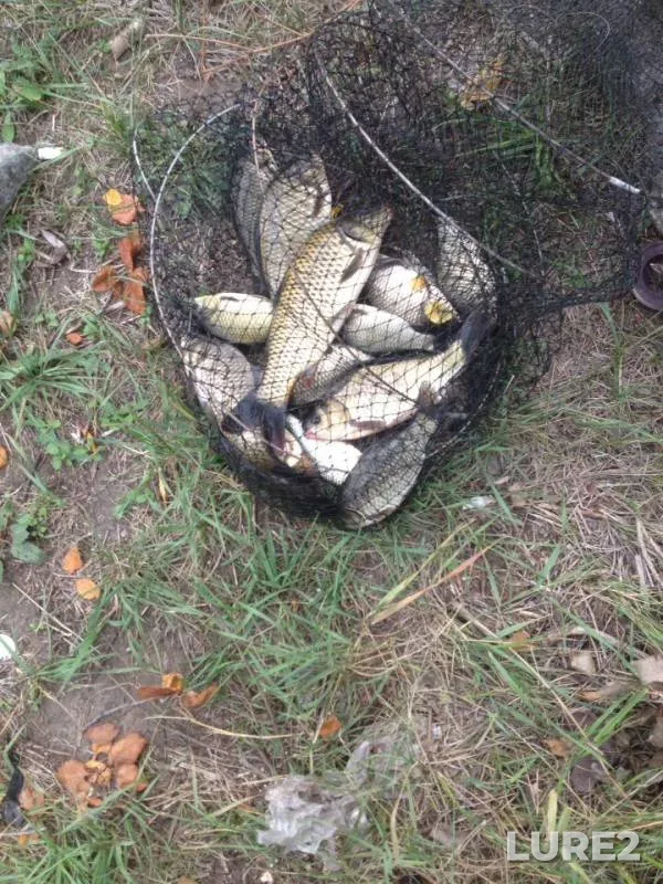 Carp, Crucian carp — Saratovskaya oblast, Aug 10, 2019
