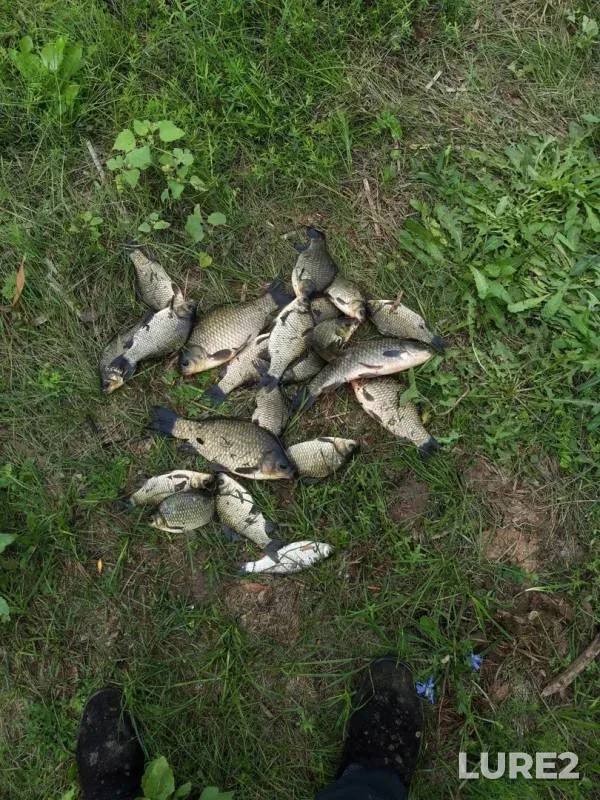Crucian carp — Sazanley, Aug 11, 2019