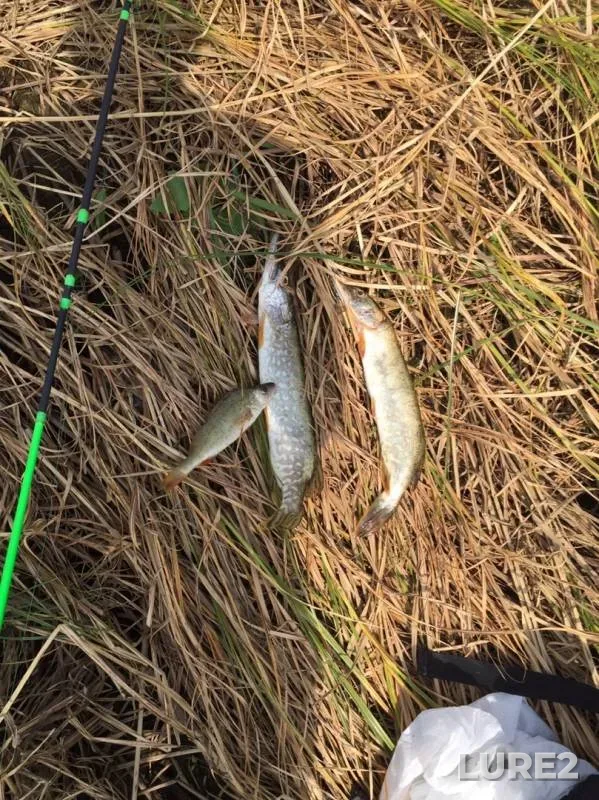Perch, Pike — Bolshoy Irgiz, Aug 17, 2019