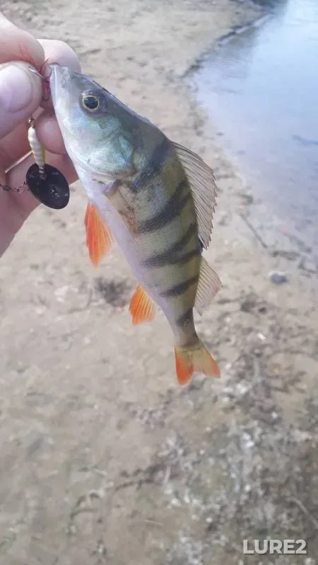 Perch — Bolshoy Irgiz, Aug 20, 2019