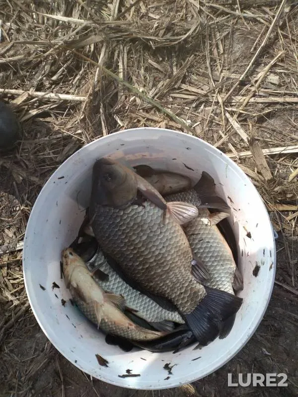 Crucian carp — Saratovskaya oblast, Aug 24, 2019