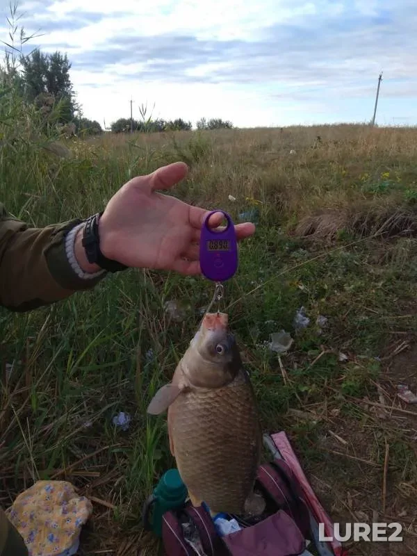 Crucian carp — Saratovskaya oblast, Sep 01, 2019