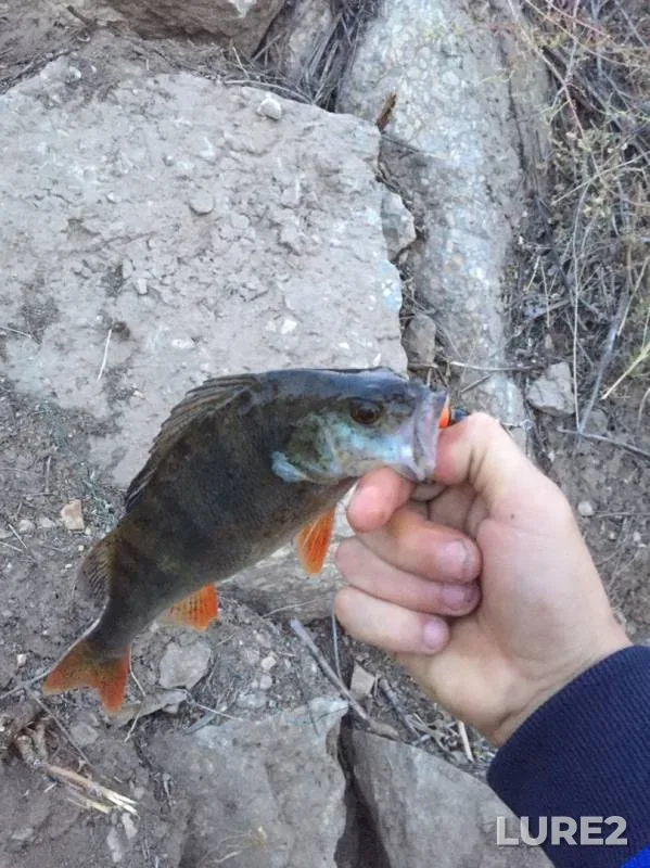 Perch — Saratovskiy orositelnyy kanal, Sep 07, 2019