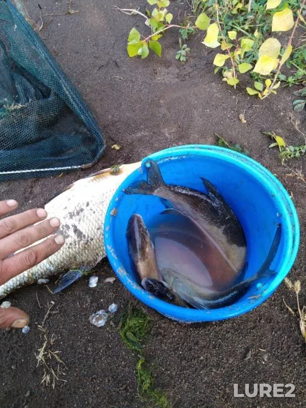 Bream — Devushkina volozhka, Sep 08, 2019