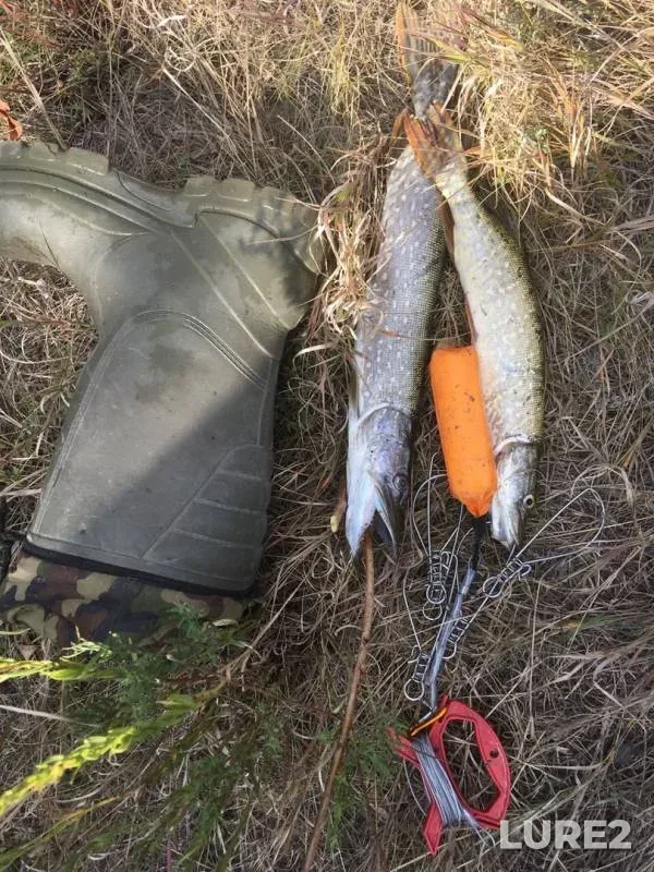 Pike — Bolshoy Irgiz, Sep 08, 2019