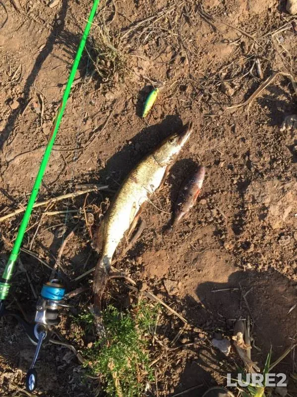 Pike — Saratovskiy orositelnyy kanal, Sep 12, 2019