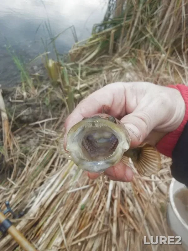 Crucian carp — Mayanga, Sep 27, 2019