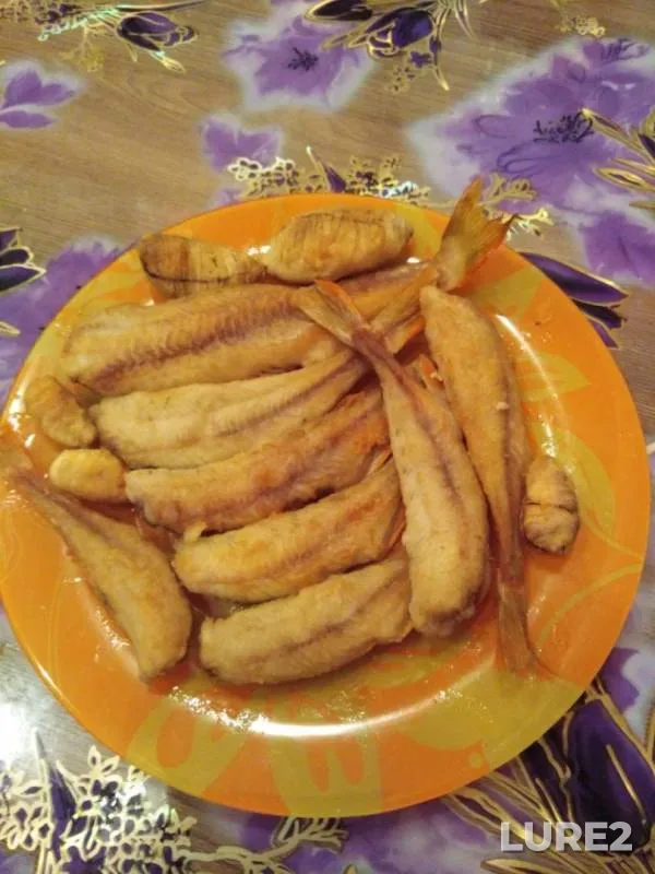 Perch — Sauskanovskoye, Nov 11, 2019