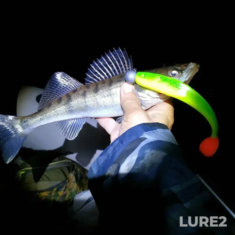 Pike, Zander — Volga, Oct 01, 2019
