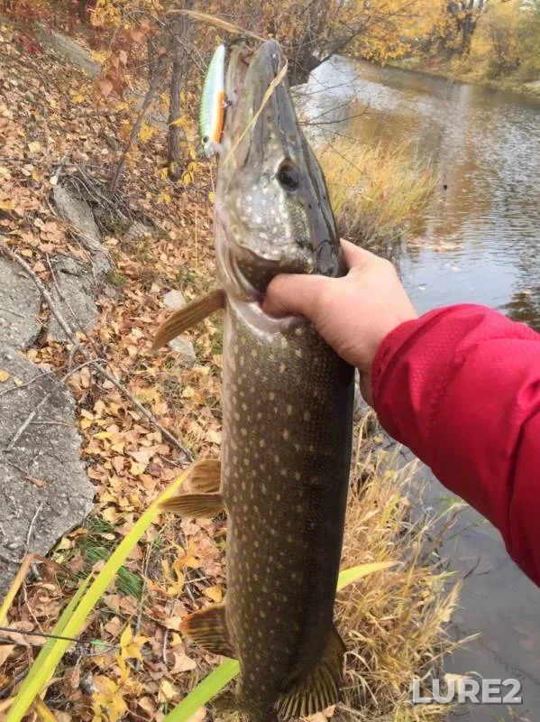 Pike — Saratovskaya oblast, Oct 05, 2019