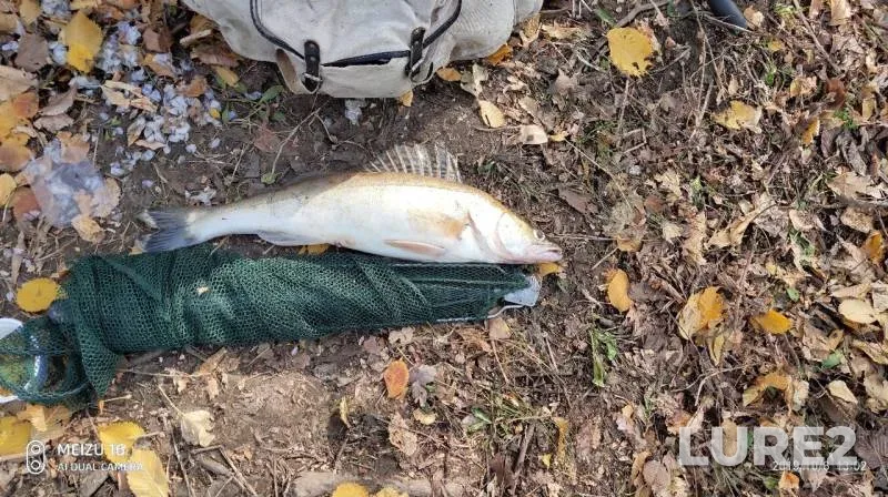 Zander — Saratovskaya oblast, Oct 06, 2019