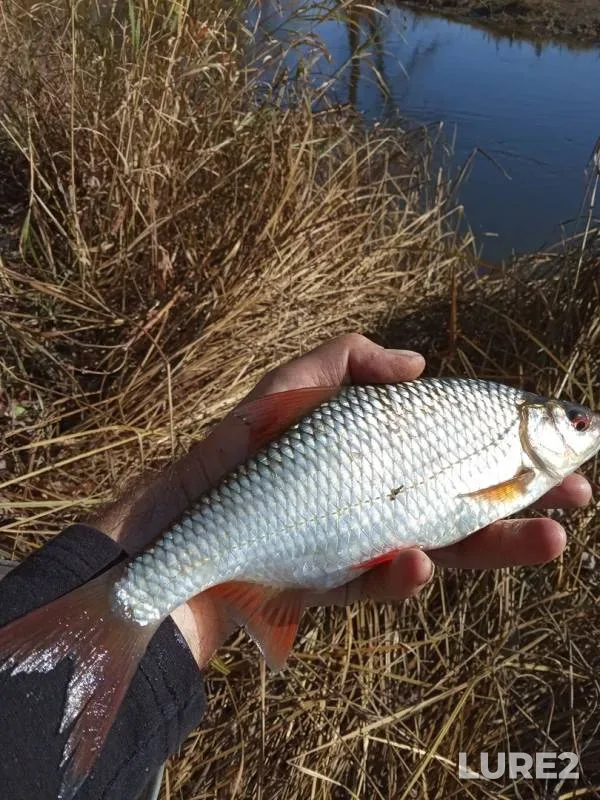 Roach — Saratovskaya oblast, Oct 17, 2019