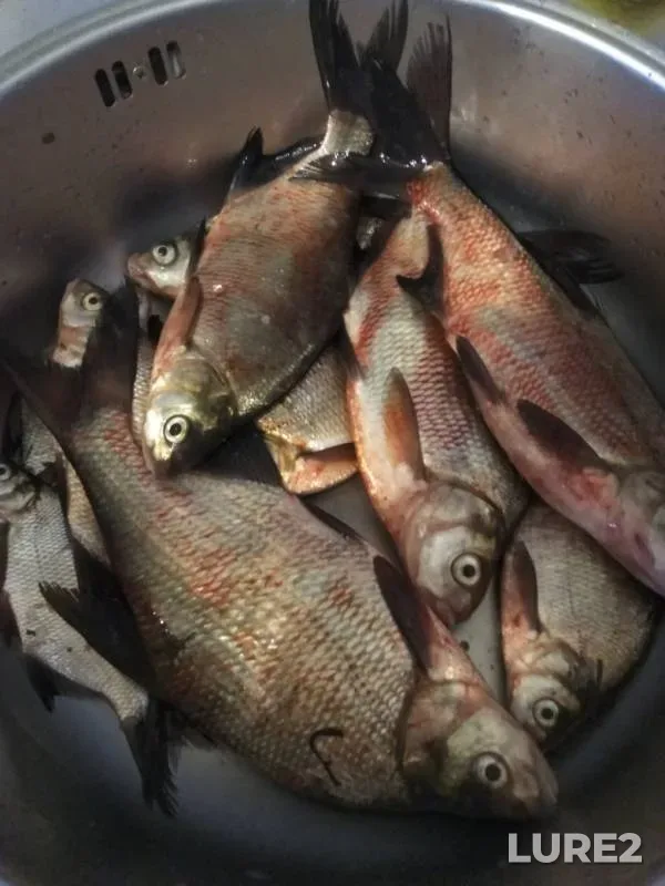Bream — Bolshoy Irgiz, Oct 25, 2019