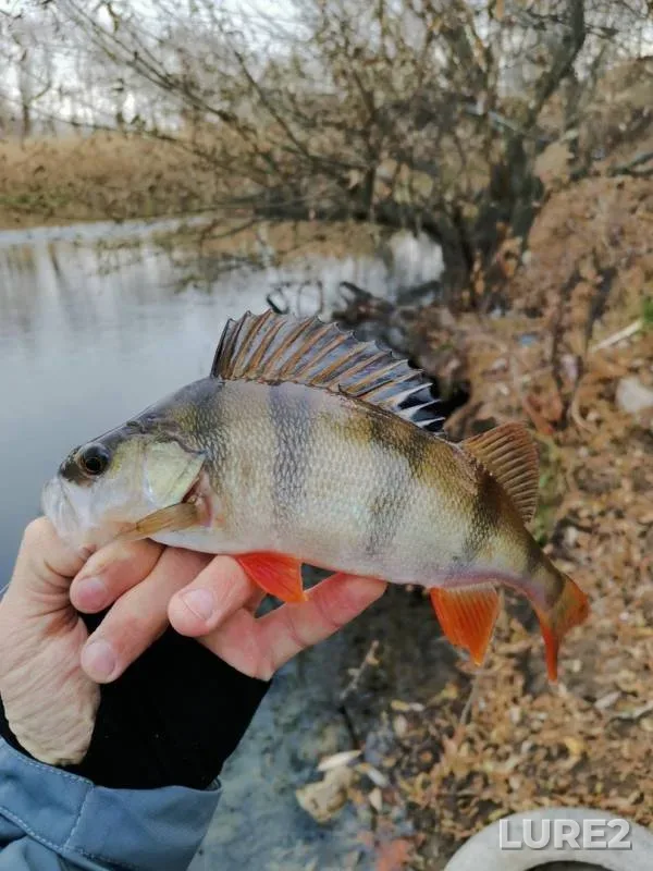 Perch — Shlyuz №26, Nov 07, 2019