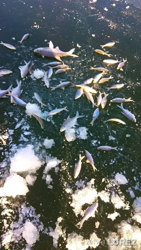 Bream, Roach — Mayanga, Nov 26, 2019