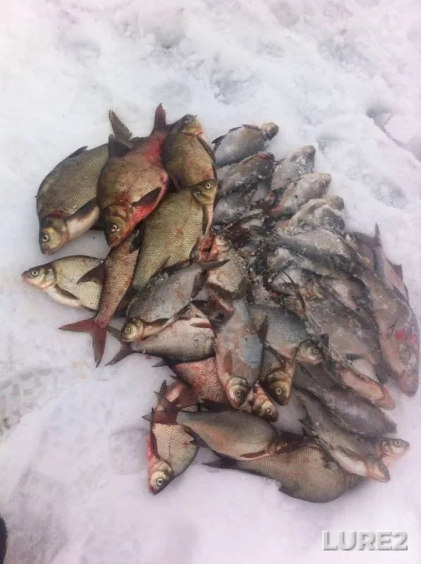 Bream — Kama, Mar 07, 2016