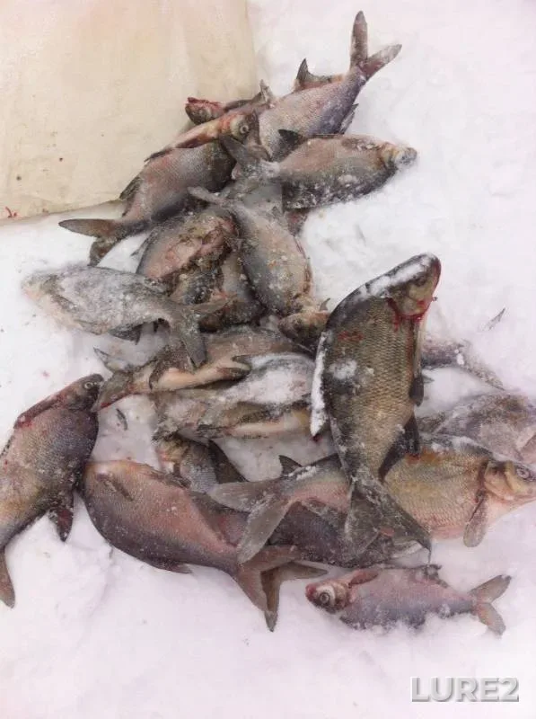 Bream — Kama, Mar 19, 2016