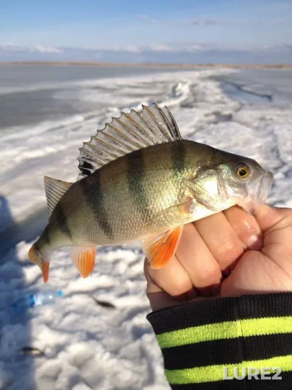Perch — Shulbinskoye, Apr 07, 2016