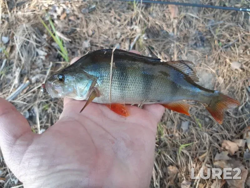 Perch, Pike — Dengino, May 28, 2019
